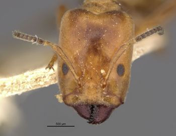 Media type: image;   Entomology 21340 Aspect: head frontal view